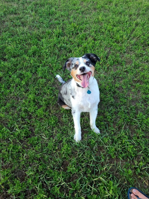 Dog smiles while sitting on the grass, its tongue is sticking out 